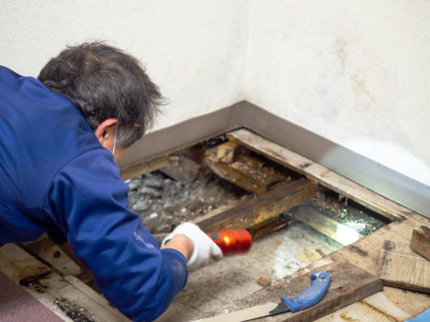 Best Attic Mold Remediation in East Rancho Dominguez, CA