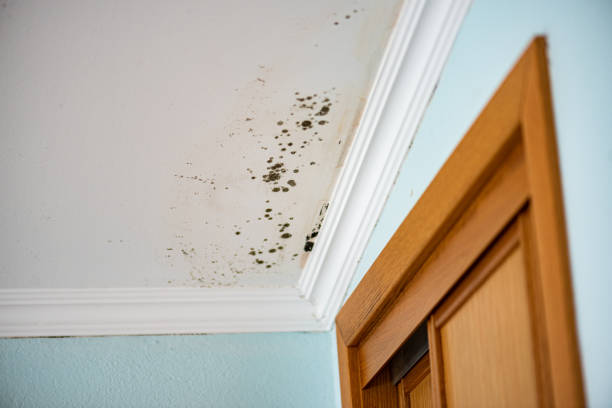 Best Industrial Mold Remediation in East Rancho Dominguez, CA