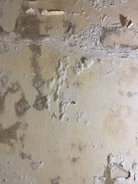 Best Post-Flood Mold Remediation in East Rancho Dominguez, CA