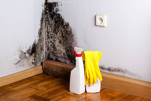 East Rancho Dominguez, CA Mold Remediation Company