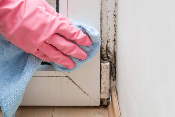 Best Health and Safety Mold Remediation in East Rancho Dominguez, CA