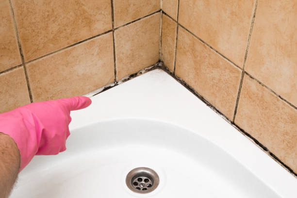 Best Residential Mold Remediation in East Rancho Dominguez, CA